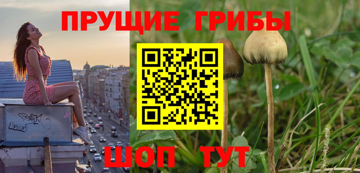 Галлюциногенные грибы прущие грибы Кореновск